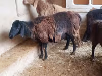 كبش, Jaidara sheep — الصورة 1