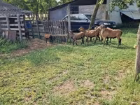 Widder, Cameroon sheep — Foto 5