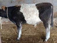 Touro, Aberdeen-Angus — foto 4