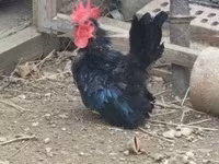 Chickens — 2-сурет