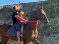 Hing, Arabian horse — 2. fotó