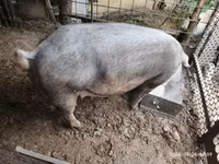 母猪, Дюрок — 照片 3