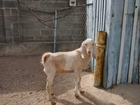 Nőstény kecske, Kamori goats — 2. fotó