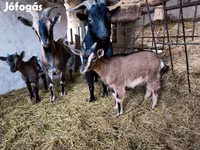 Billy Goat, Goats — photo 3