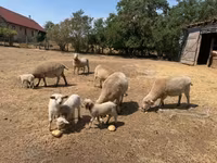 母羊, Sheep — 照片 2