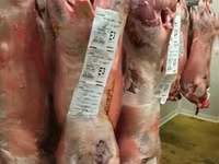 Kos, Beltex sheep — 4. fotó