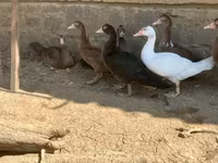 Ducks — photo 8