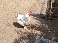 Chickens — zdjęcie 3
