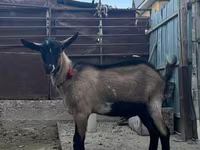 Cabras (lote, sexo no especificado), Cabras — foto 1