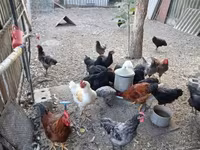 Australorp — photo 2
