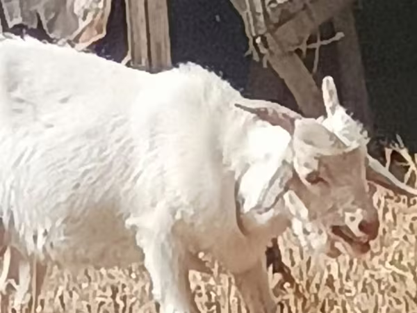 母山羊, Goats