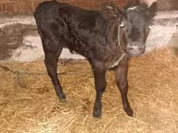 Toro, Ganado vacuno — foto 5