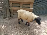 公羊, White Suffolk sheep — 照片 1