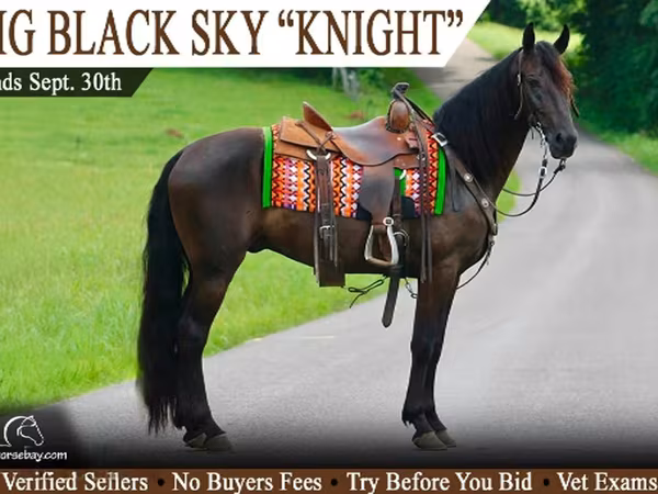 Hing, Tennessee Walking Horse
