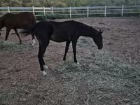 Hing, Akhal-Teke — 2. fotó