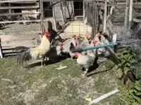 Chickens — Foto 4