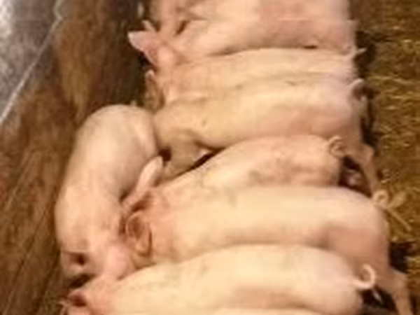 Sow, Pigs — Hungary