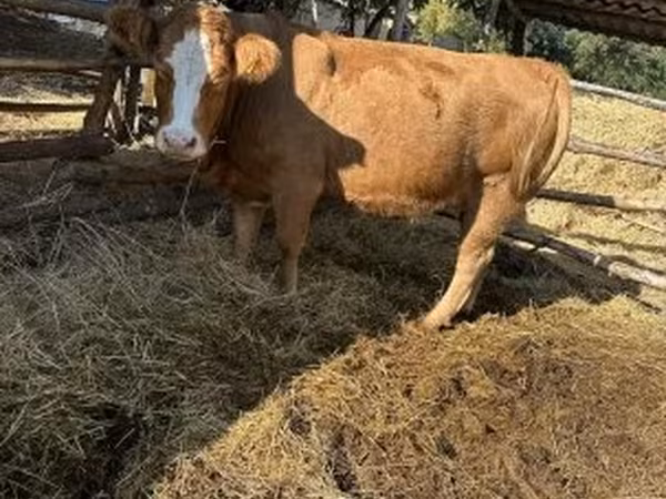 Cow, Simmental cattle