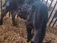 Bulle, Aberdeen-Angus — Foto 2