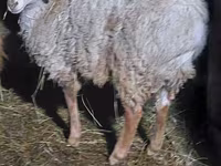 Қошқар, Arashan sheep — 2-сурет