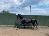 Caballo, Nonius horse — foto 1
