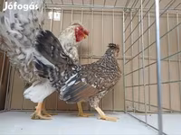Chickens — foto 8