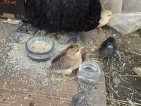 Chickens — photo 7