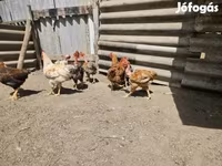 Chickens — foto 4