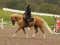Hing, Quarter Horse — 7. fotó