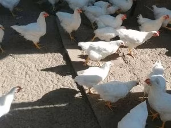 Плимутрок