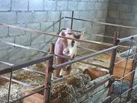 Krava, Swiss cattle — foto 5
