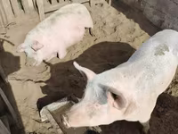 Pigs (batch, sex not specified), Pigs — photo 5