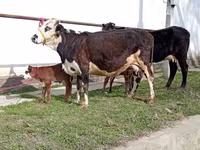 गाय, Simmental cattle — फ़ोटो 5