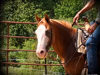 Hing, American paint horse — 8. fotó