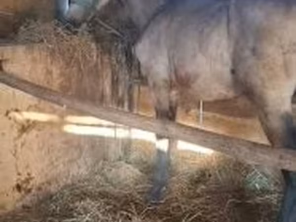 Hing, Arabian horse