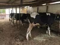 ثور, Russian Black pied cattle — الصورة 2