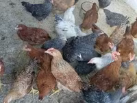 Chickens — 3. fotó