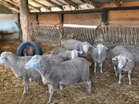 公羊, Merino sheep — 照片 1