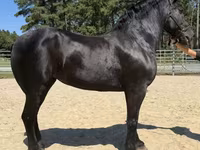 Kanca, Percheron — 2. fotó