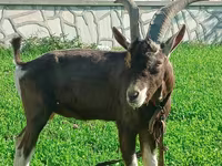 عنزة, Toggenburg goat — الصورة 2