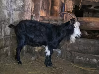 عنزة, Kamori goats — الصورة 1