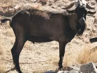 Теке, Alpine goat — 2-сурет