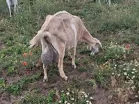 عنزة, Saanen goat — الصورة 4