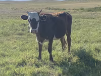 نعجة, Qashqai sheep — الصورة 3
