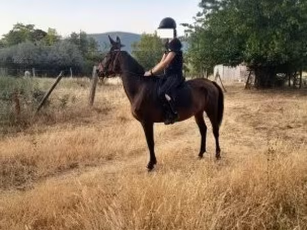 Égua, Cavalos