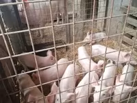 猪（批次，未指定性别）, Pigs — 照片 3