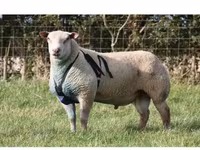 Bélier, Arashan sheep — photo 4