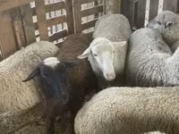 母羊, Blackheaded Persian sheep — 照片 3