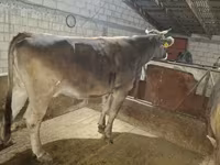 Tehén, Holstein fajta — 2. fotó