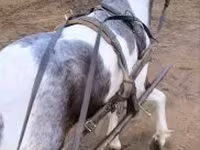 Caballo, Caballos — foto 1